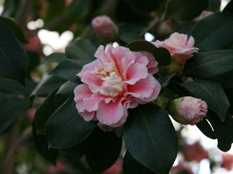 Camellia japonica cv. Confetti Blush