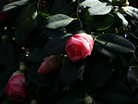 Camellia japonica cv. Drama Girl