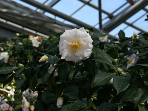 Camellia japonica cv. Mrs. Bertha A. Harms