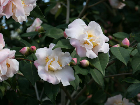 Camellia japonica cv. High Fragrance