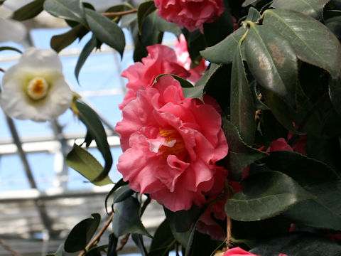 Camellia japonica cv. Fascinate