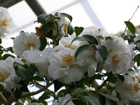 Camellia japonica cv. Pukekura