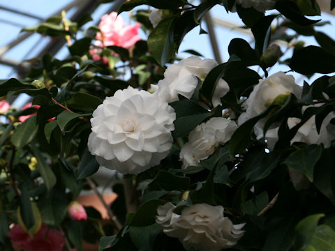 Camellia japonica cv. Pope John XXIII