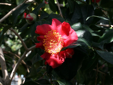 Camellia japonica cv. Asahino-minato