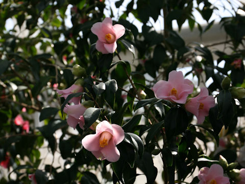 Camellia japonica cv. Oku-wabi