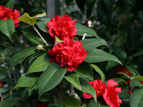 Camellia japonica cv. Honaka