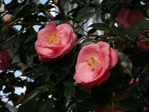 Camellia japonica cv. Hana-fuuki