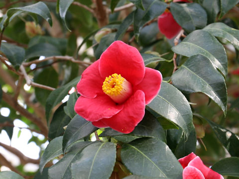 Camellia japonica cv. Tamano-ura