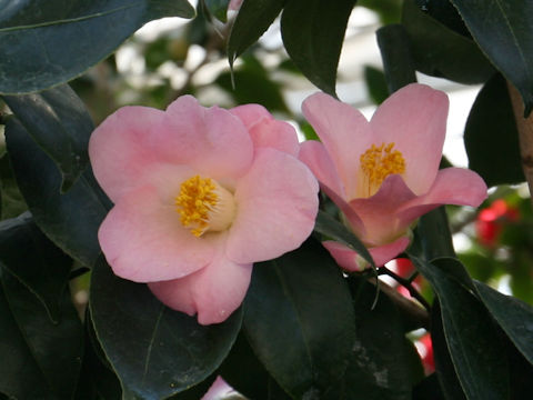 Camellia japonica cv. Gettan