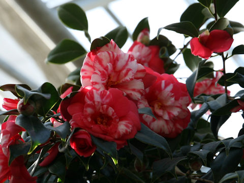 Camellia japonica cv. Goishi