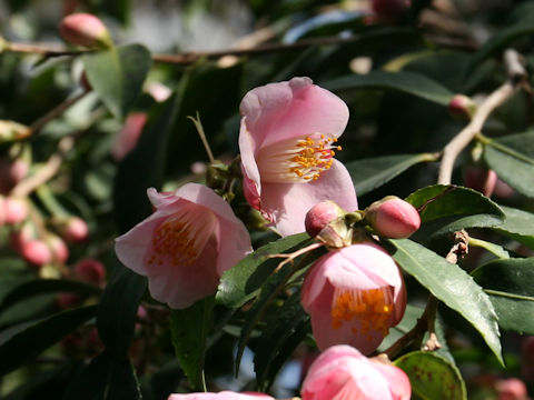 Camellia japonica cv. Minatono-haru
