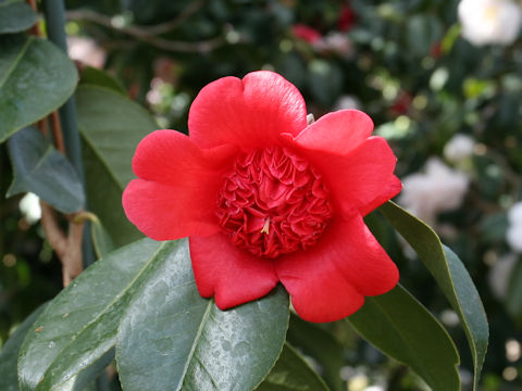 Camellia japonica cv. Beni-karako
