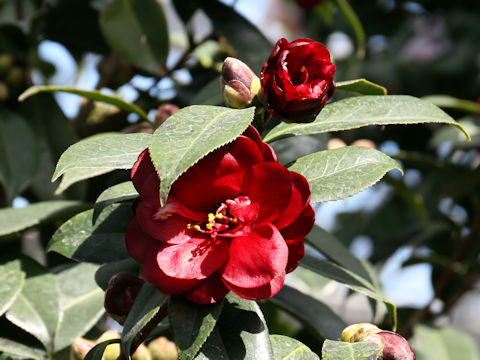 Camellia japonica cv. Kuro-tsubaki