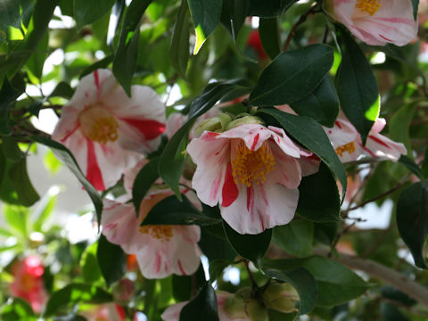 Camellia japonica cv. Akino-yama