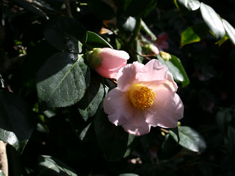 Camellia japonica cv. Akebono