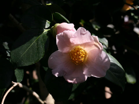 Camellia japonica cv. Akebono