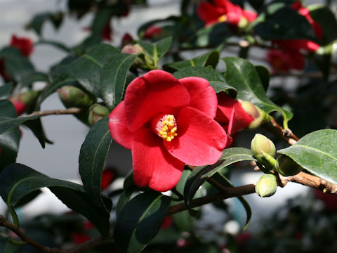 Camellia japonica cv. Koiso