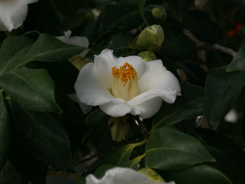 Camellia japonica cv. Showano-homare