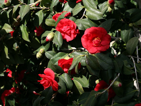Camellia japonica cv. Mura-musume