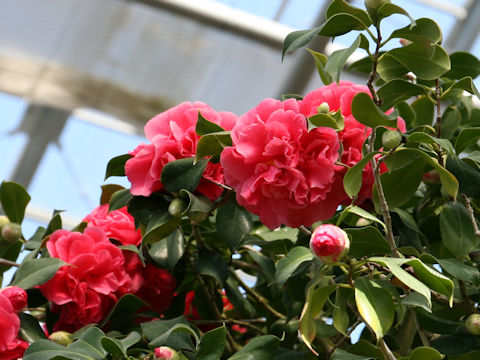 Camellia japonica cv. Hototogisu