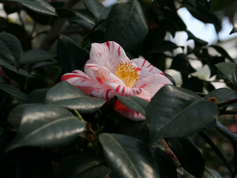 Camellia japonica cv. Murui-shibori