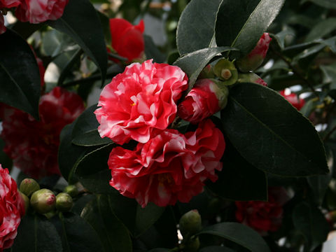 Camellia japonica cv. Mon-jusu