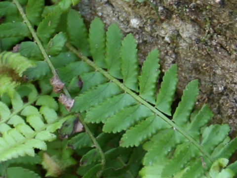 Polystichum craspedosorum