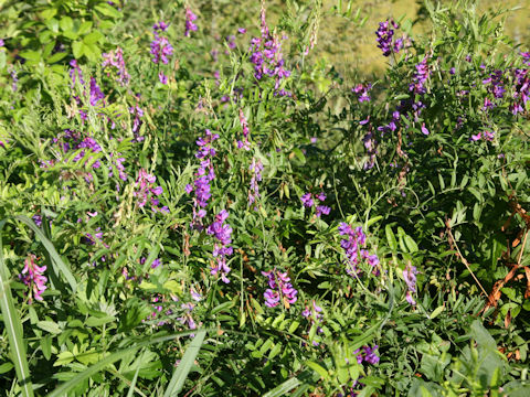 Vicia amoena