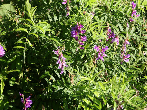 Vicia amoena