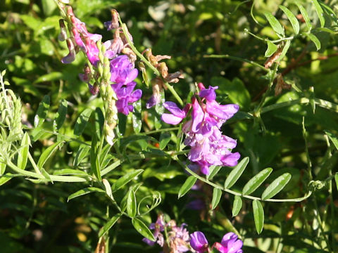 Vicia amoena