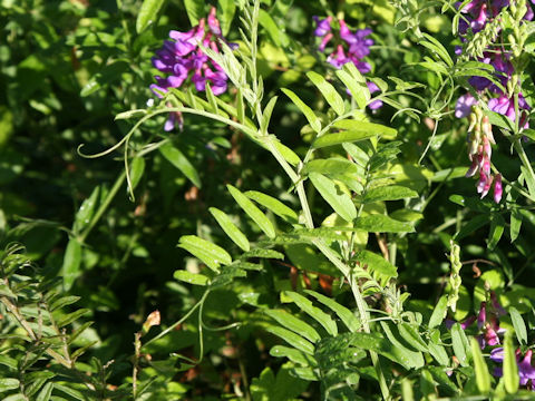 Vicia amoena