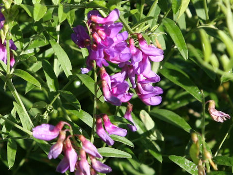 Vicia amoena