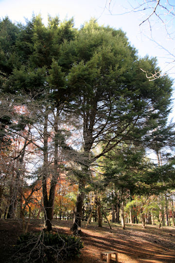 Tsuga sieboldii