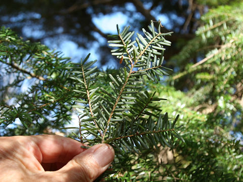 Tsuga sieboldii