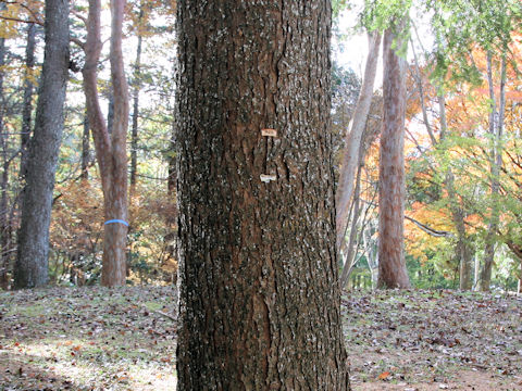 Tsuga sieboldii