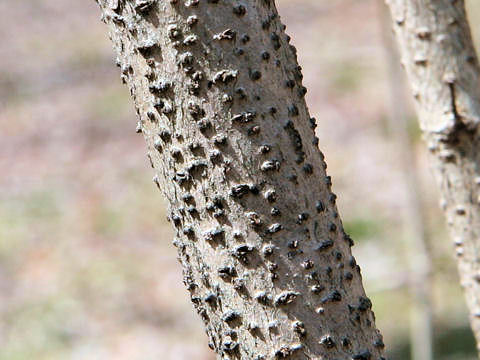 Corylus sieboldiana
