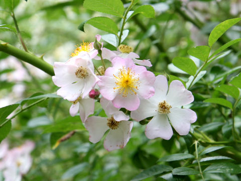 Rosa multiflora var. adenochaeta