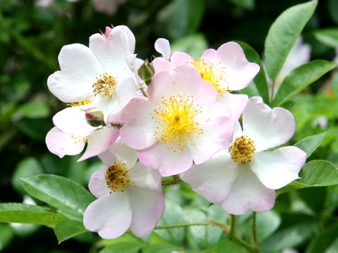 Rosa multiflora var. adenochaeta