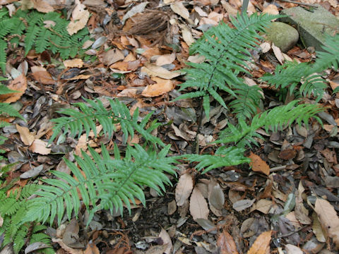 Dryopteris commixta