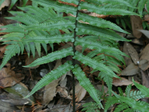 Dryopteris commixta