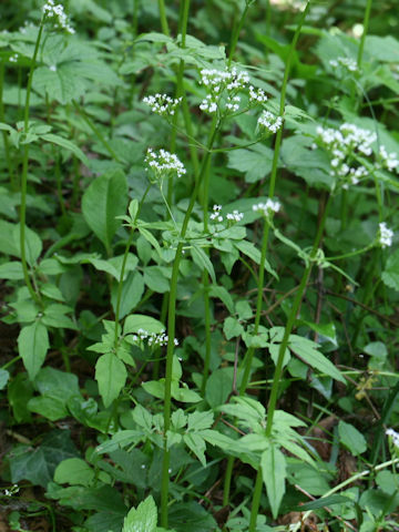 Valeriana flaccidissima