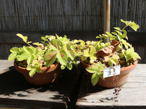 Potentilla stolonifera