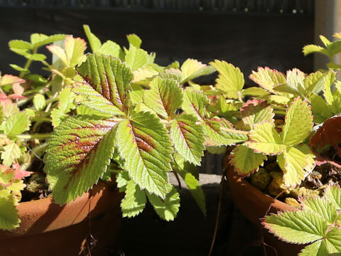 Potentilla stolonifera