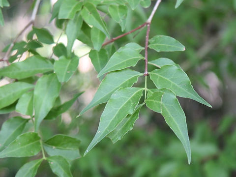 Buckleya lanceolata