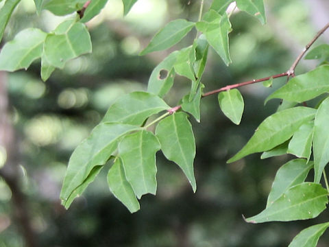 Buckleya lanceolata