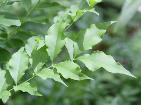 Buckleya lanceolata