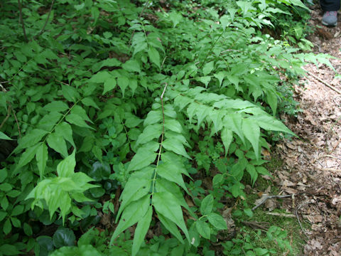 Buckleya lanceolata