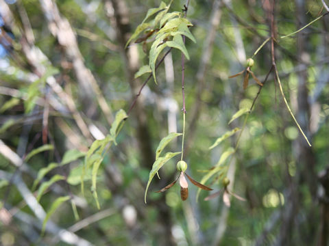 Buckleya lanceolata