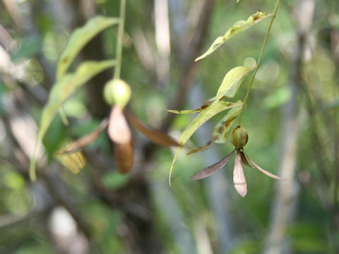 Buckleya lanceolata