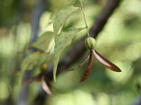 Buckleya lanceolata